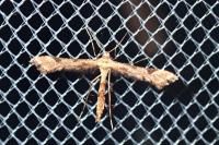 Platyptilia