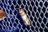 Epinotia thapsiana