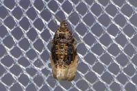 Hedya ochroleucana