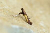 Caloptilia fidella