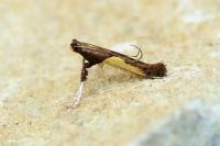 Caloptilia fidella