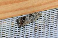 Cydia splendana