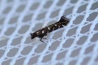 Parectopa ononidis