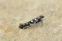 Parectopa ononidis
