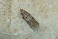 Borkhausenia nefrax