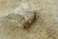 Borkhausenia nefrax