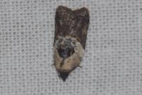 Acleris variegana