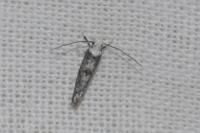Paraswammerdamia albicapitella