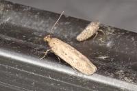 Agonopterix rotundella