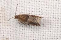 Ancylis comptana