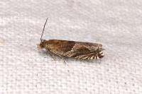 Ancylis comptana