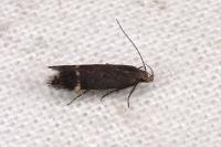 Aproaerema anthyllidella