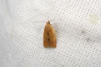 Clepsis consimilana