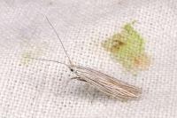 Coleophora