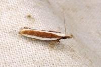 Dichomeris marginella