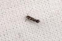 Eteobalea