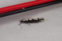 Ethmia bipunctella