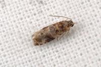 Lobesia botrana