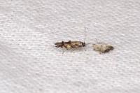 Mompha miscella