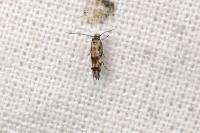 Mompha miscella
