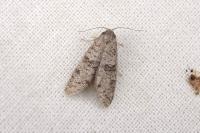 Penestoglossa dardoinella
