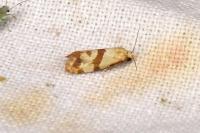 Phalonidia contractana