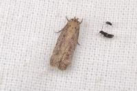 Platyedra subcinerea