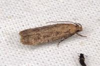 Platyedra subcinerea