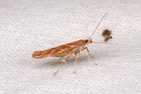 Pyroderces argyrogrammos