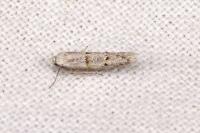 Symmocoides oxybiella