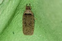 Agonopterix