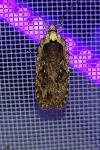 Agonopterix