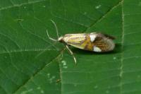 Alabonia geoffrella