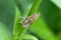 Olethreutes arcuella
