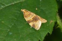 Epagoge grotiana