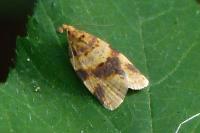 Epagoge grotiana