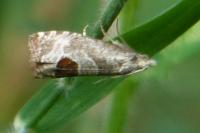 Notocelia uddmanniana
