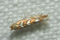 Phyllonorycter muelleriella