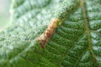 Phyllonorycter lantanella
