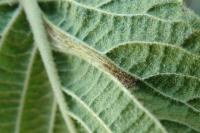 Phyllonorycter lantanella