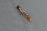 Tinea semifulvella