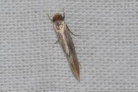 Tinea semifulvella
