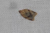 Clepsis consimilana