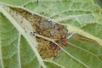 Acleris schalleriana