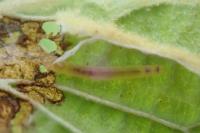 Acleris schalleriana