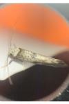 Paraswammerdamia albicapitella