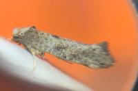 Paraswammerdamia albicapitella