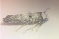 Paraswammerdamia albicapitella