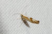 Argyresthia pruniella