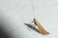 Aspilapteryx limosella